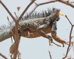 Iguana iguana