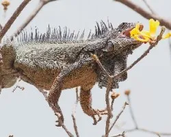 Iguana iguana