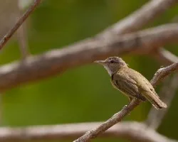 Vireo flavoviridis