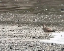 Numenius phaeopus