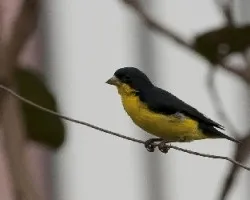 Spinus psaltria