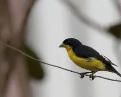 Spinus psaltria