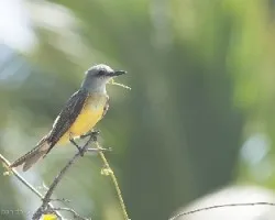 Tyrannus melancholicus