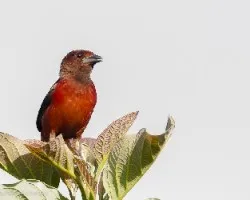 Ramphocelus dimidiatus