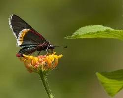 Mysoria barcastus