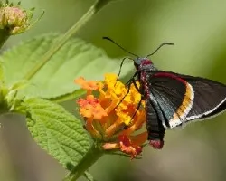 Mysoria barcastus