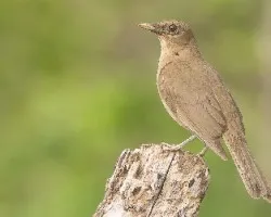 Turdus grayi
