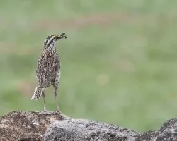 Sturnella magna