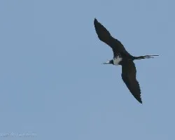 Fregata magnificens