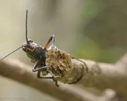 Taeniopoda reticulata ( Saltamontes)