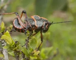 Taeniopoda reticulata ( Saltamontes)