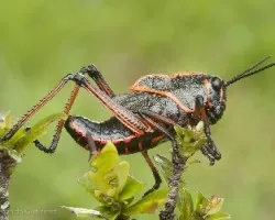 Taeniopoda reticulata ( Saltamontes)