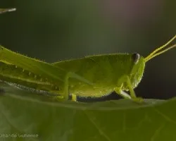 Grillos y saltamontes