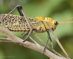Grillos y saltamontes