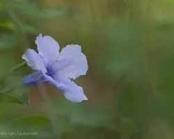 Ruellia obtusa