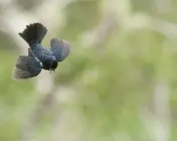 Volatinia jacarina