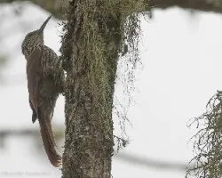 Lepidocolaptes souleyetii