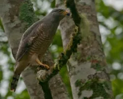 Buteo magnirostris