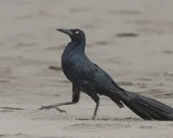Quiscalus mexicanus 