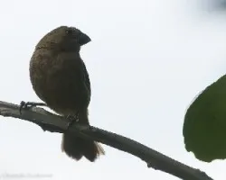 Avecilla