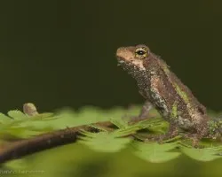 Incilius coniferus