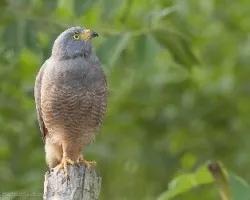 Buteo magnirostris