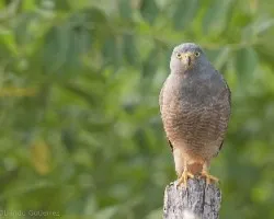 Buteo magnirostris