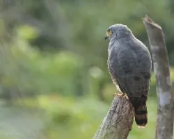 Buteo magnirostris