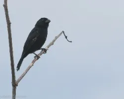 Sporophila americana