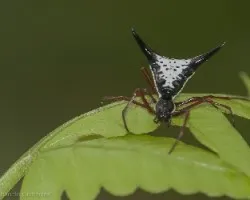 Araña armada