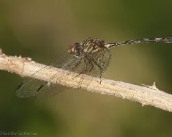 Libelula