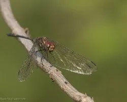 Libelula