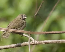 Tiaris olivaceus