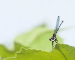 Libelulita