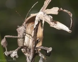 Camuflado