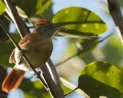 Thamnophilus doliatus