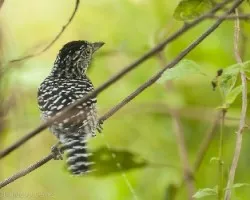 Thamnophilus doliatus