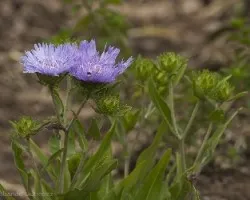 Stokesia laevis