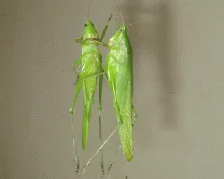 El espejo