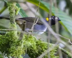 Melozone leucotis