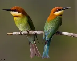 Merops leschenaulti