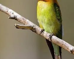 Merops leschenaulti