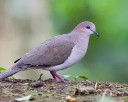 Leptotila plumbeiceps