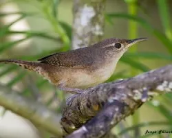 Troglodytes aedon