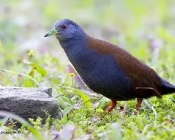 Amaurornis bicolor