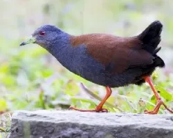 Amaurornis bicolor