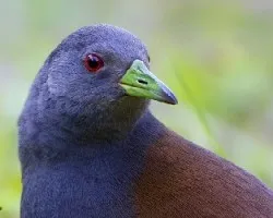 Amaurornis bicolor