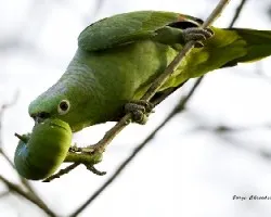 Amazona farinosa