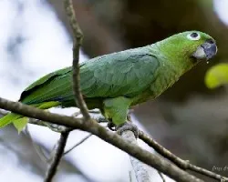 Amazona farinosa