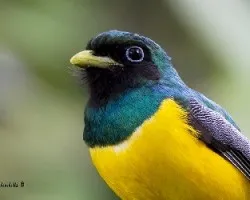 Trogon rufus
